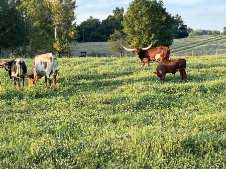 Cozy 3-bedroom cottage encased by expansive country pastures!