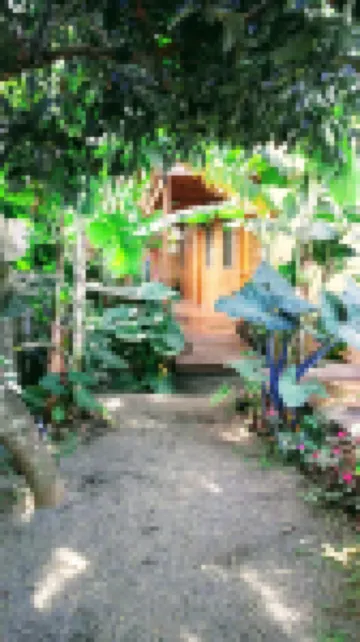 카바냐스 테 마오리