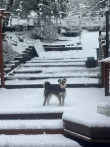 Crestviewhaus:  Amazing Idyllwild Cabin Retreat, stunning views 3BDRM+Loft