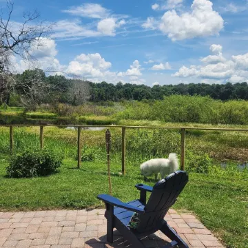 Charming lakefront 3BR 3BA house w/ EV chg in heart of Mt. Dora. Nature abounds.