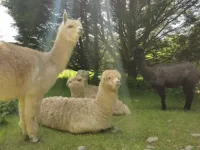 Ivy Cottage Hôtels à : Clydau