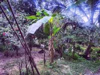 사만트 비치 리조트 Sadedevi sada 주변 호텔