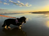 Dog Cottage Surfside Kujukuri