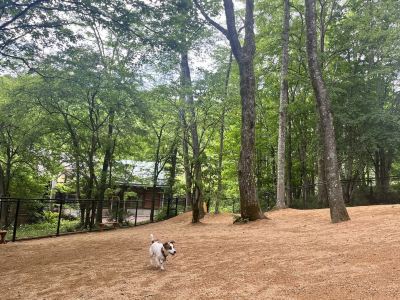 庭 高山わんわんパラダイスの写真