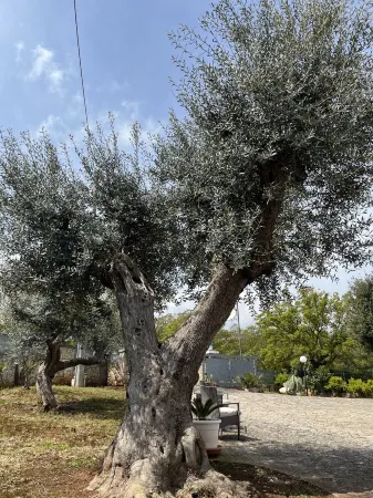 4 Bedroom Villa in Selva di Fasano