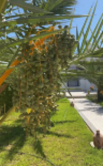 Spectacular Tunisian Villa w/pool- 5 min walk from the beach, Palm Cafe, Casino