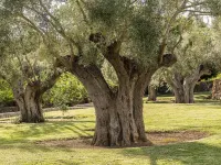 Belle Son Mas Luxury Finca Hotel Hotels in Manacor