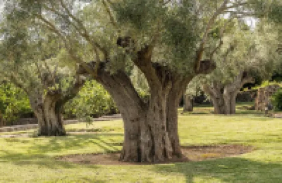 Belle Son Mas Luxury Finca Hotel