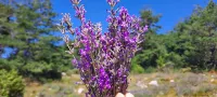 Holidays in Provence Alpes Maritimes