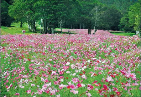 Pension Mori No Symphony Отели рядом с достопримечательностью «Kurohime Highland»