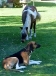vacation on the farm