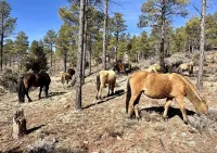 Mustang Mountain Retreat in Bison Ridge! Hotels in Show Low