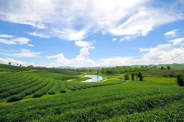 รูปภาพของสวนสิริ รีสอร์ท