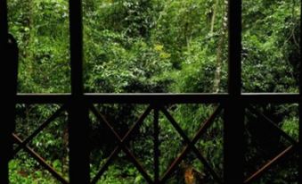 Selva de Laurel