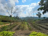 THE RUINS-NEW Charming 1-BR house-Onsite Untouched Mayan Ruin-Organic Garden Hotels in Negroman