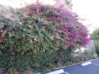 Bay Bridge Inn Oakland