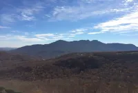 Beary Loveable SugarTop