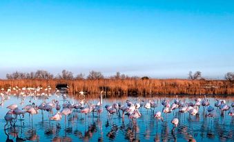 Hotel le Neptune en Camargue