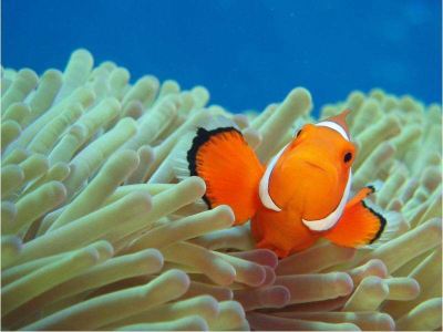 その他 ベストウェスタン沖縄幸喜ビーチの写真