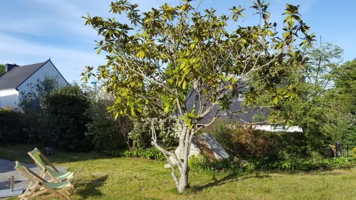 Joli Cottage en Pierres Debouts Dans un Beau Jardin Fleuri Proche Plage