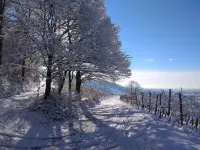 Vacation apartment near Baden-Baden Hotels in Bühl