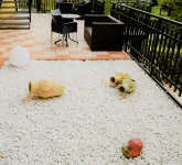 Hotel Costabella Hotels in Costermano