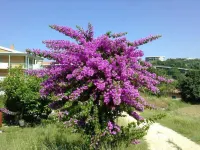 B&B 레 아카치에