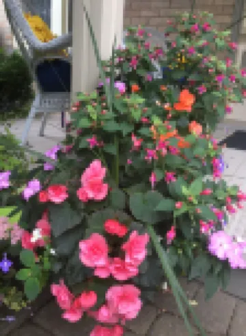 Cottage on Caledonia Bed & Breakfast