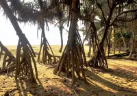 스리랑카 비치 하우스 호텔