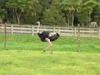 Waitomo Big Bird Retreat Hotels in Waitomo Caves