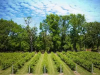 Blue Jay Cottage - Pittsburg Studio on Winery! Hotels in Camp County