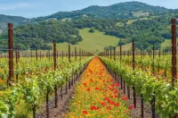 Charming and Centrally Located Sonoma  2-Bdrm house with WiFi and AC in Kenwood