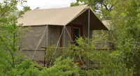 The Wild Olive Tree Camp
