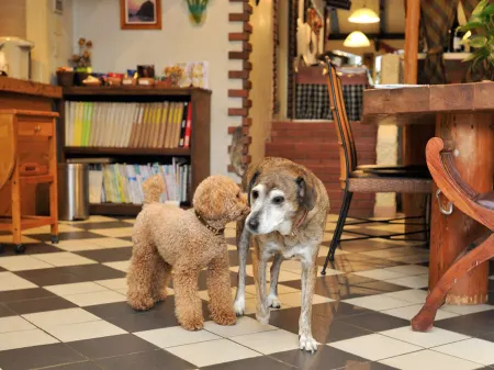 Seagull Отели рядом с достопримечательностью «Seaside Base ARARI シーサイドベース安良里 グランピング»