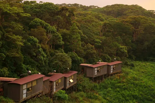 熱帶雨林生態度假旅館