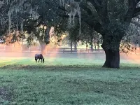 Florida Breeze - Wildlife Sanctuary