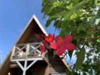 Login Okinawa -Wood-