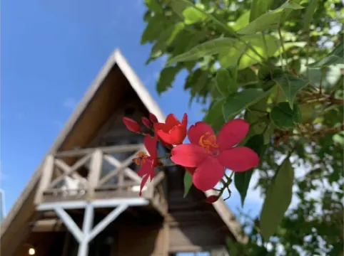 Login Okinawa -Wood-