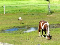 vacation on the farm