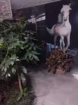Escocie - Quito