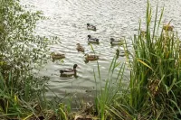 로즈데일 레이크사이드  로지