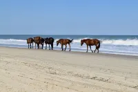Sprawling Waterfront Estate on The  Outer Banks of North Carolina. Sleeps 12
