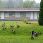 Becket Motel - parking