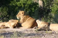 Bush Baby Calls Mobile Camps