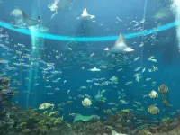 Kamogawa Sea World Hotel - Ocean View