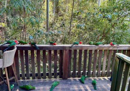 Cosy Cabin in Ancient Rainforest Barrington Tops Отели в г. Дангог