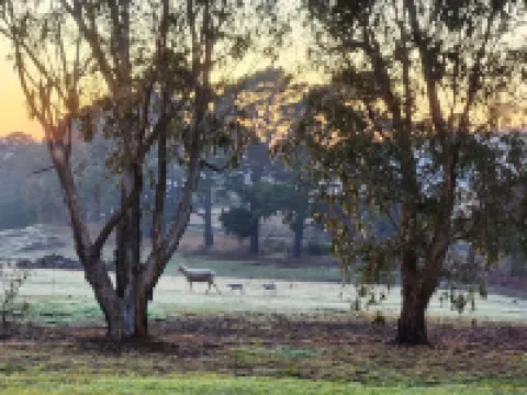 Farmstay Peppercorn Cottage.  Space to appreciate. Hotels in Gnarwarre