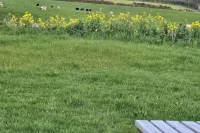 Yurt Sleeps 5 - Dogs Welcome - Bbq - 2-Star