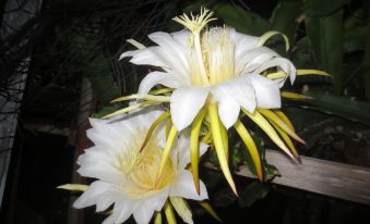 3. Amami Su..