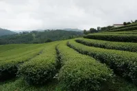 101 Tea Green View فنادق في ماي فا لوانغ